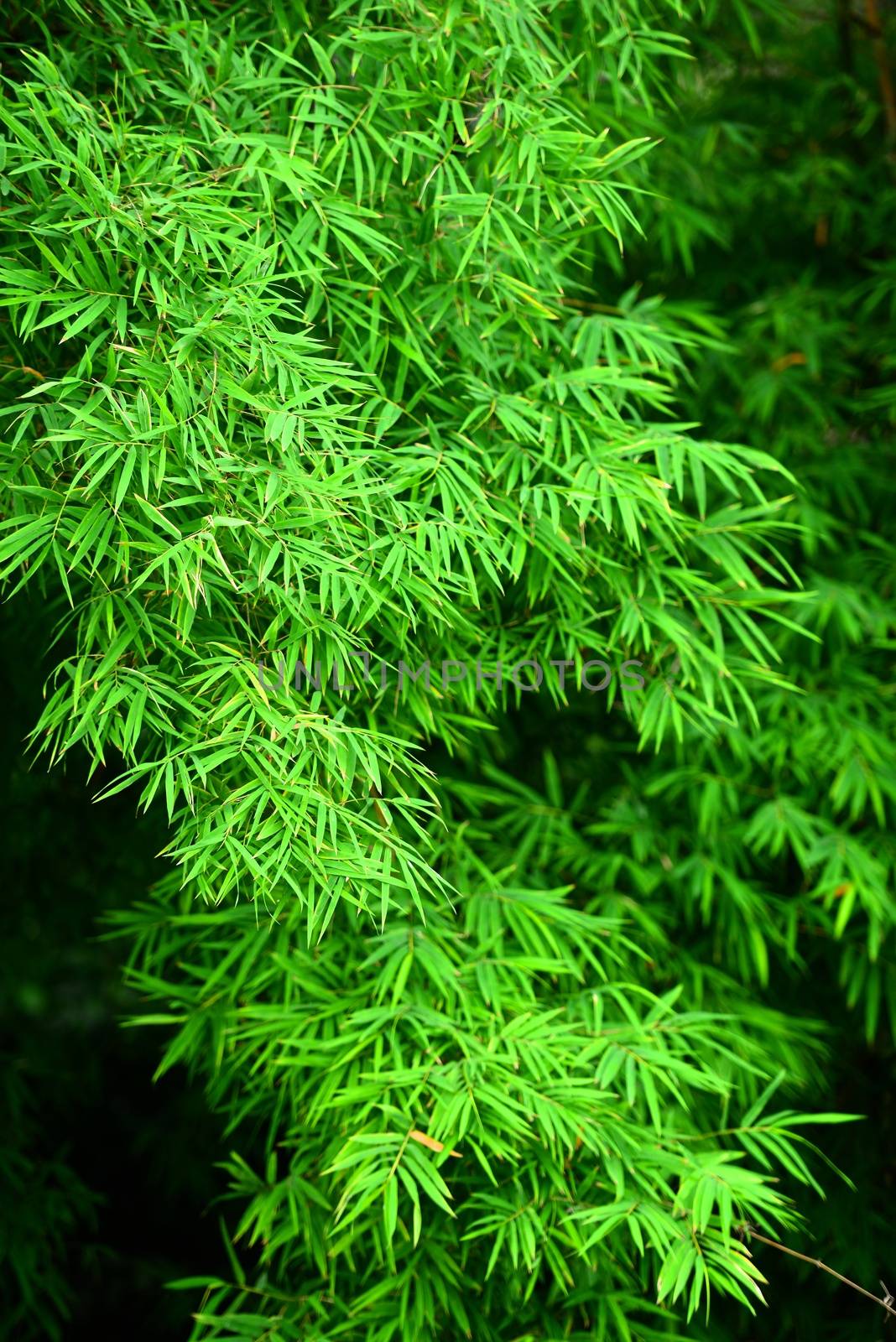 branches of bamboo leaves