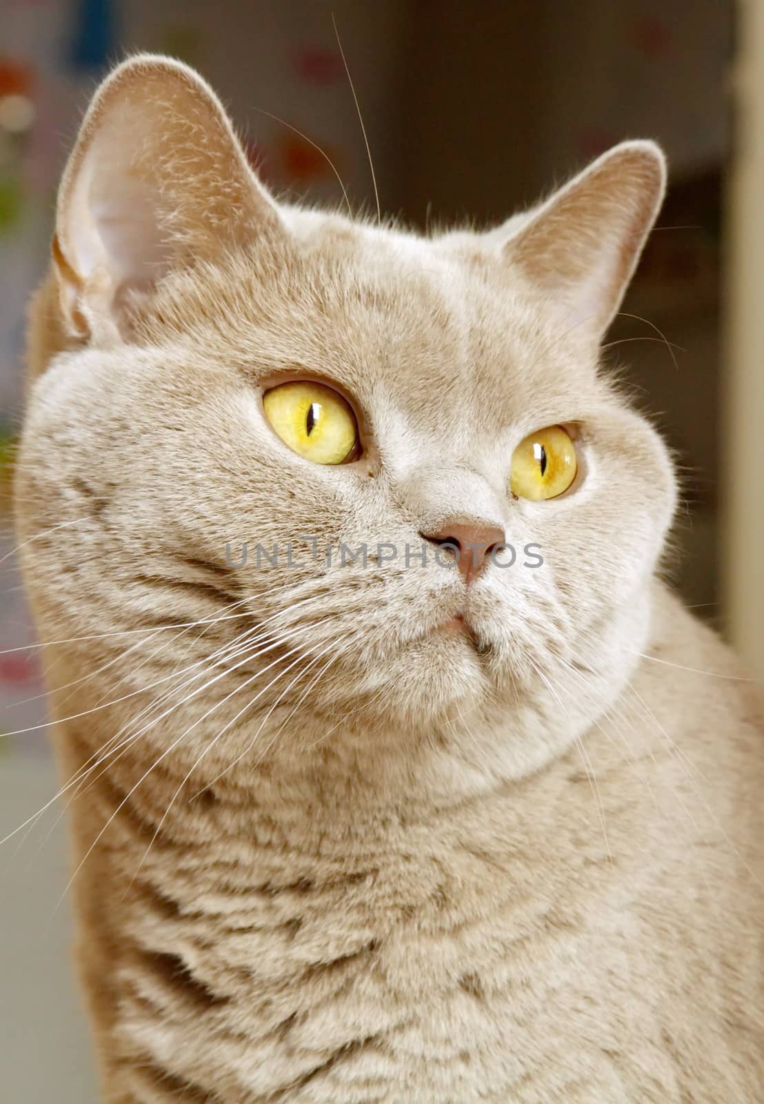 Lilac british shorthair portrait by Elenaphotos21