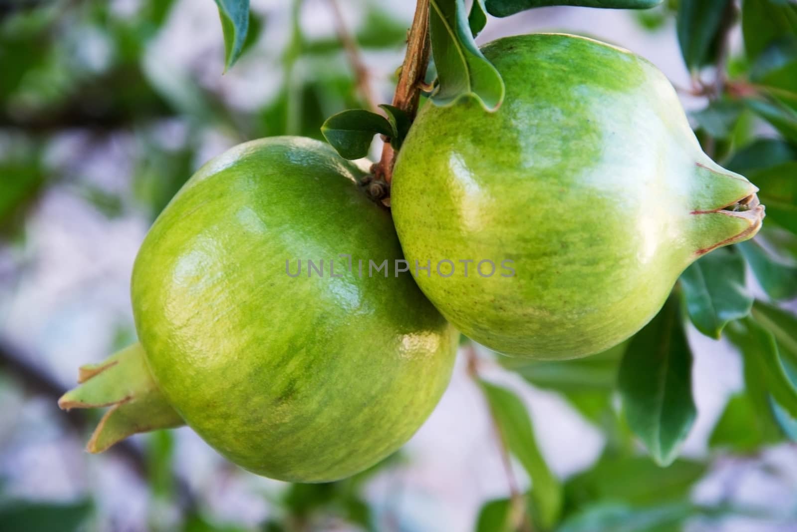 A Pair of unripe pomegranates on a tree 