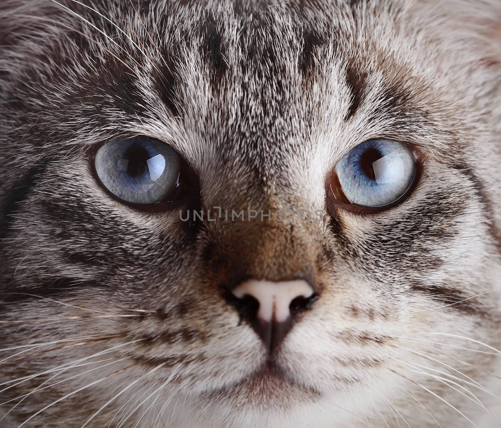 Muzzle of a blue-eyed cat. Portrait of a striped blue-eyed cat. Striped cat. Striped not purebred kitten. Small predator. Small cat.