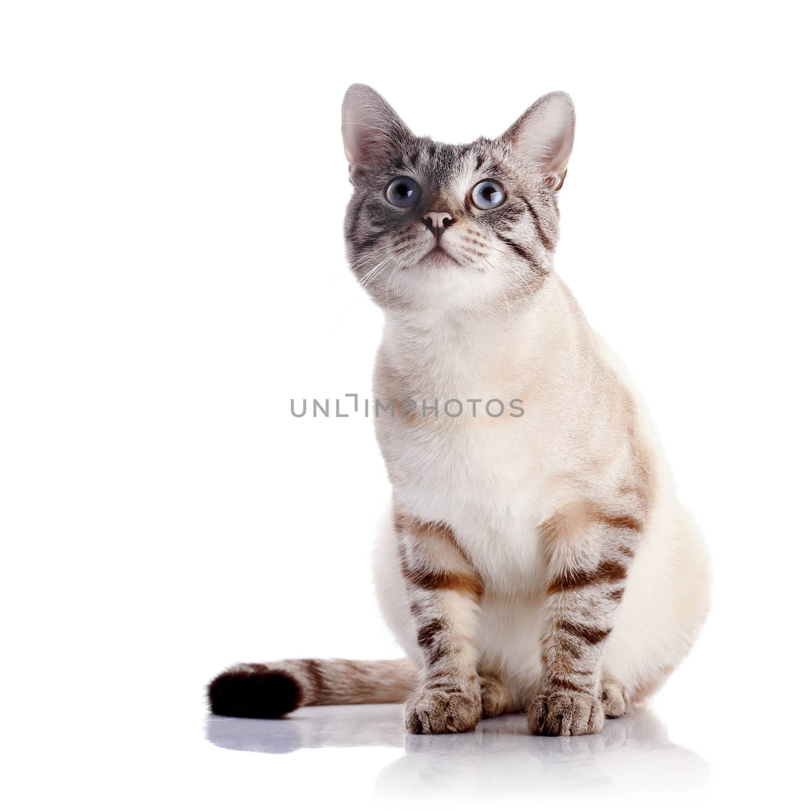 Portrait of a striped blue-eyed cat. Striped cat. Striped not purebred kitten. Small predator. Small cat.