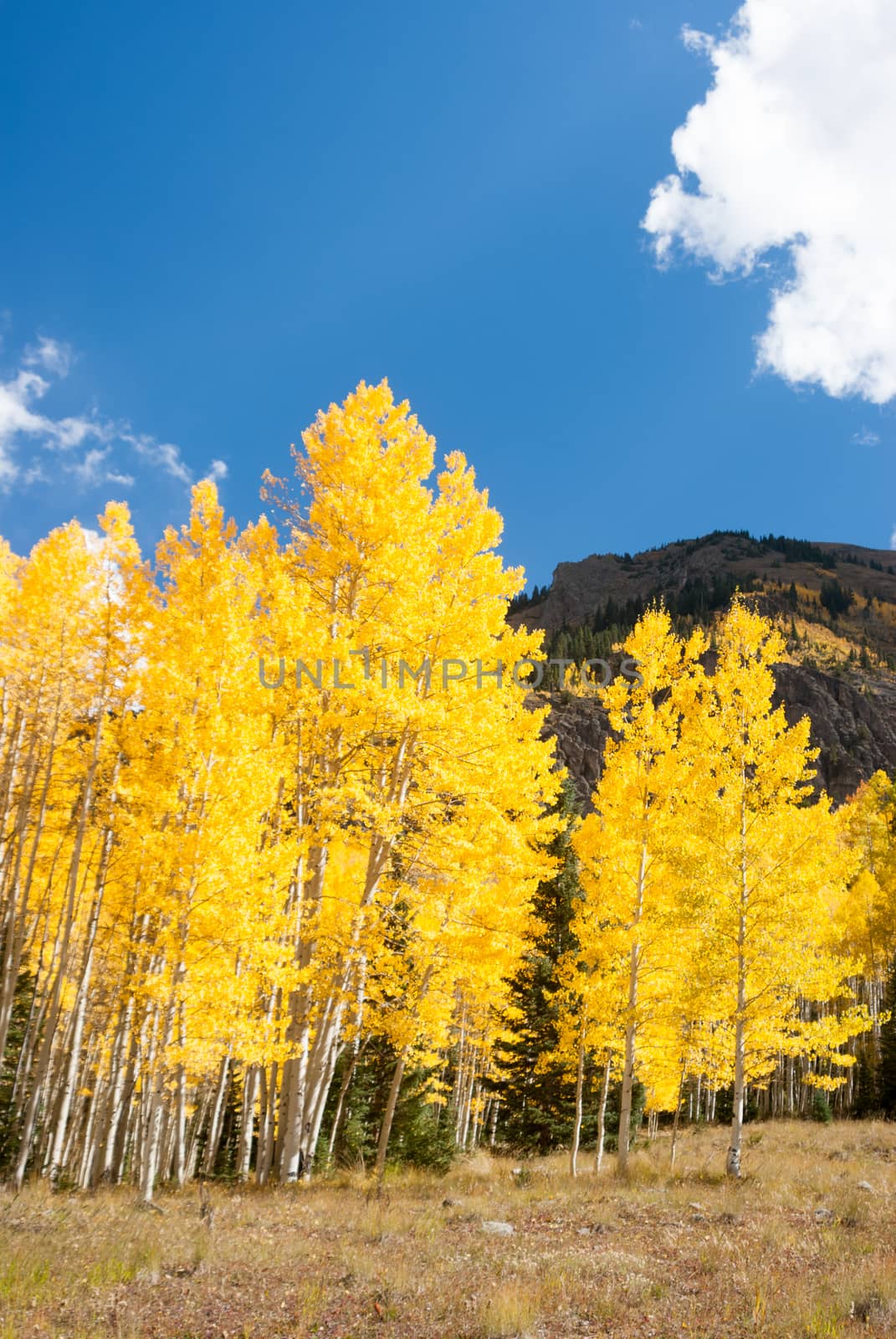 Bright yellow aspens in Colorado mountains in Fall