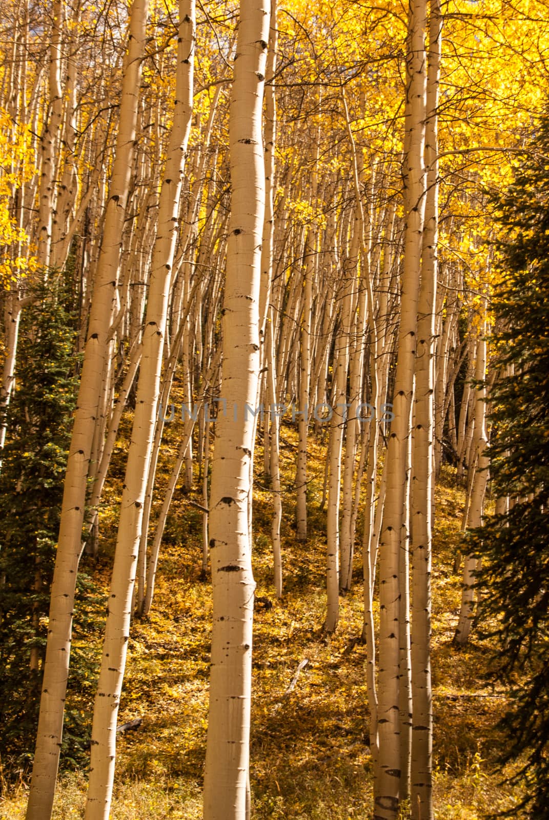 Aspen Trees in Colorado high country