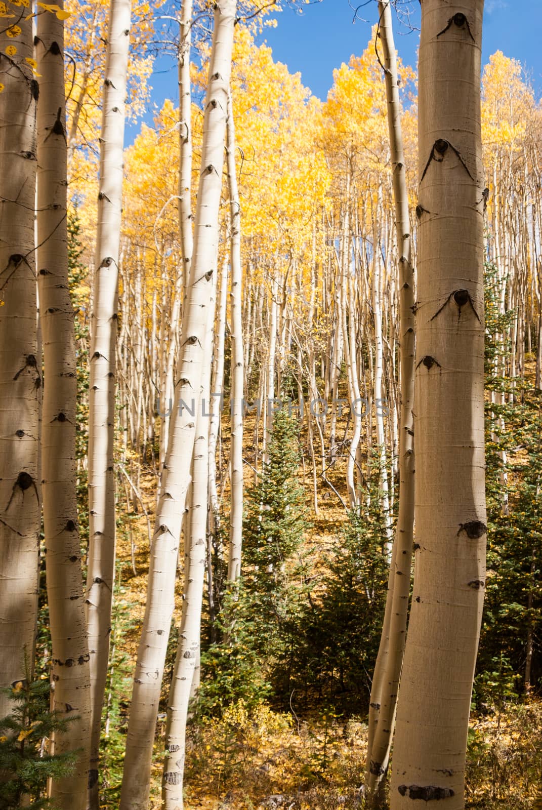 Avenue of Aspens by emattil