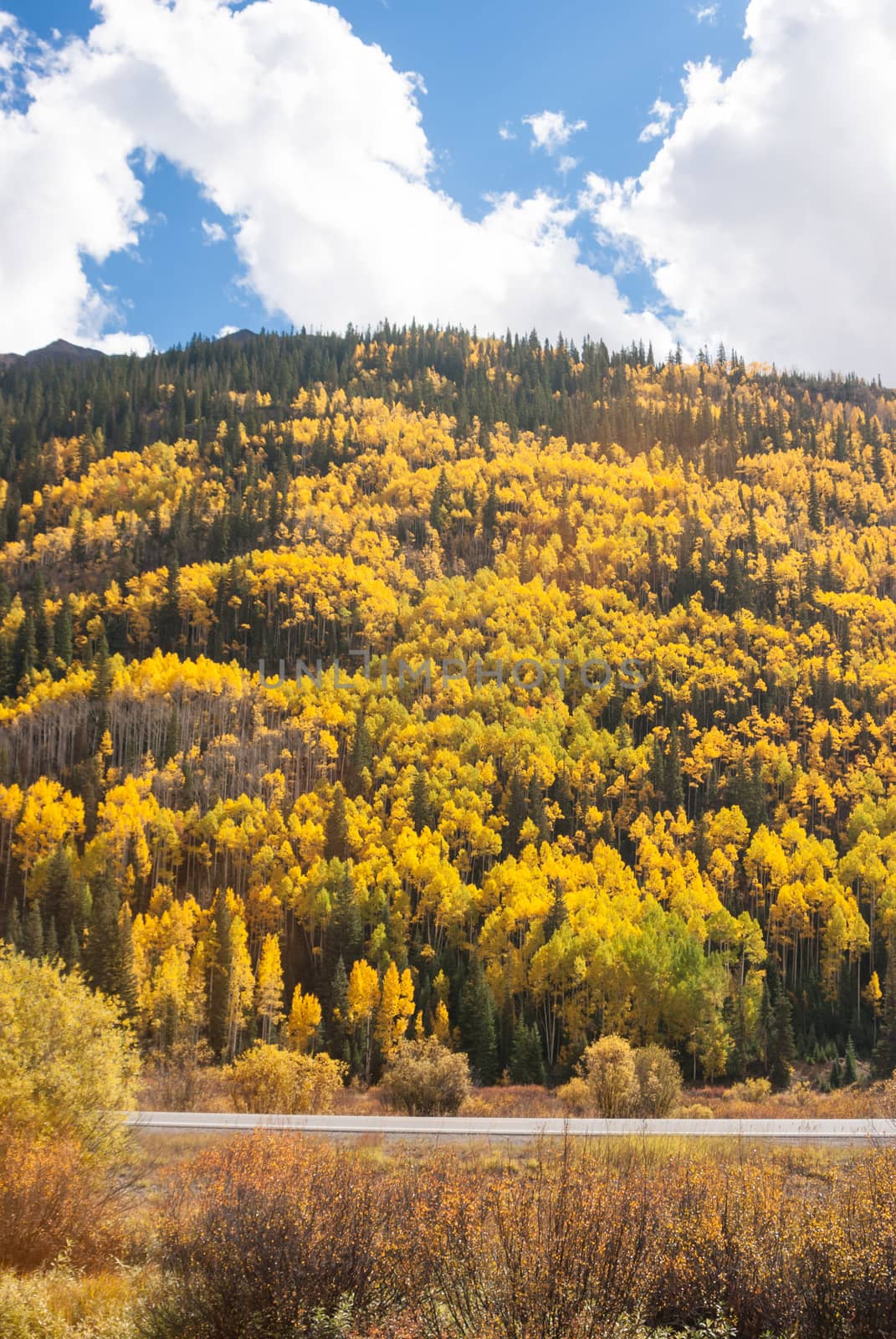 Colorado Aspen Vista by emattil