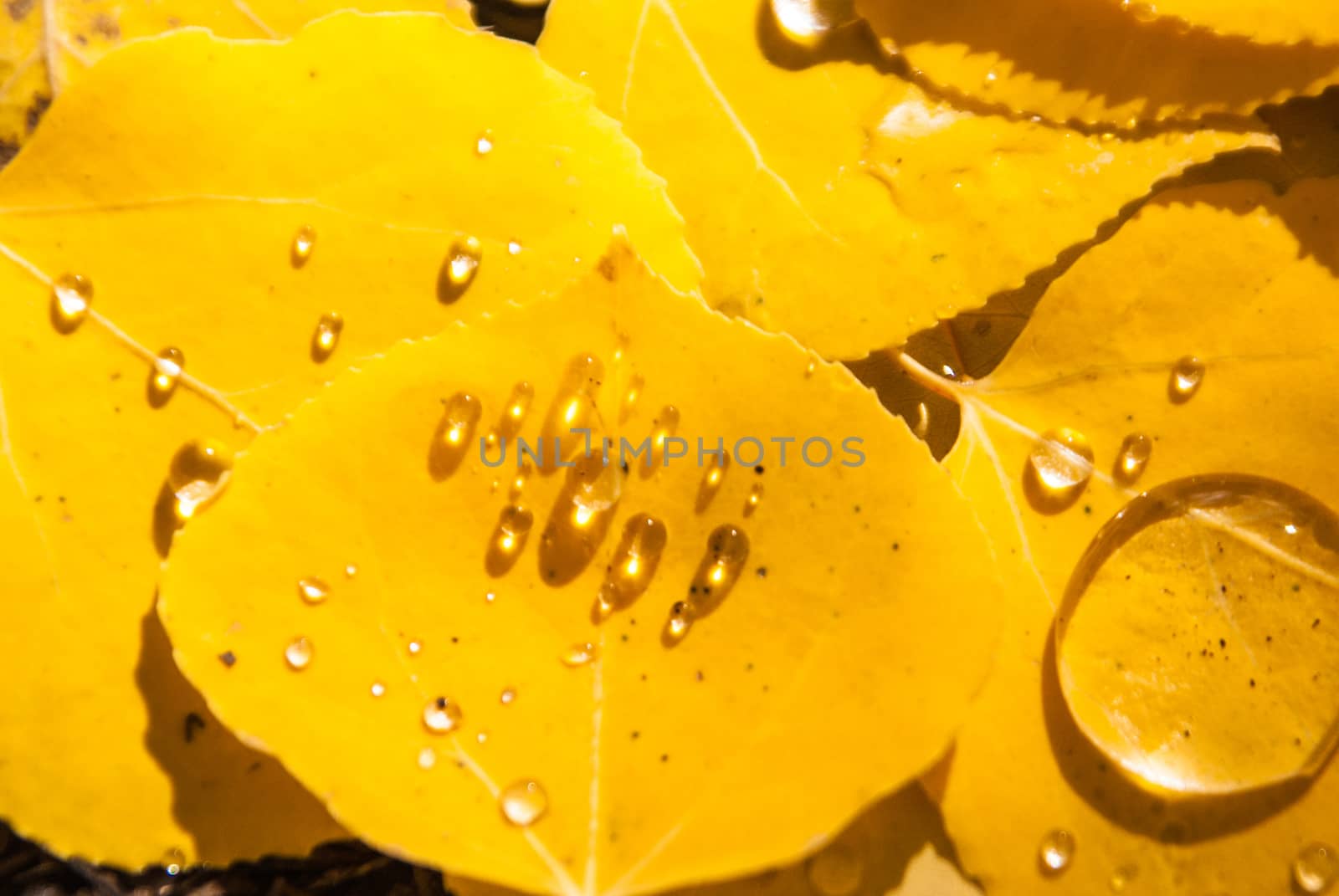 Rain droplets on aspen leaves in Colorado