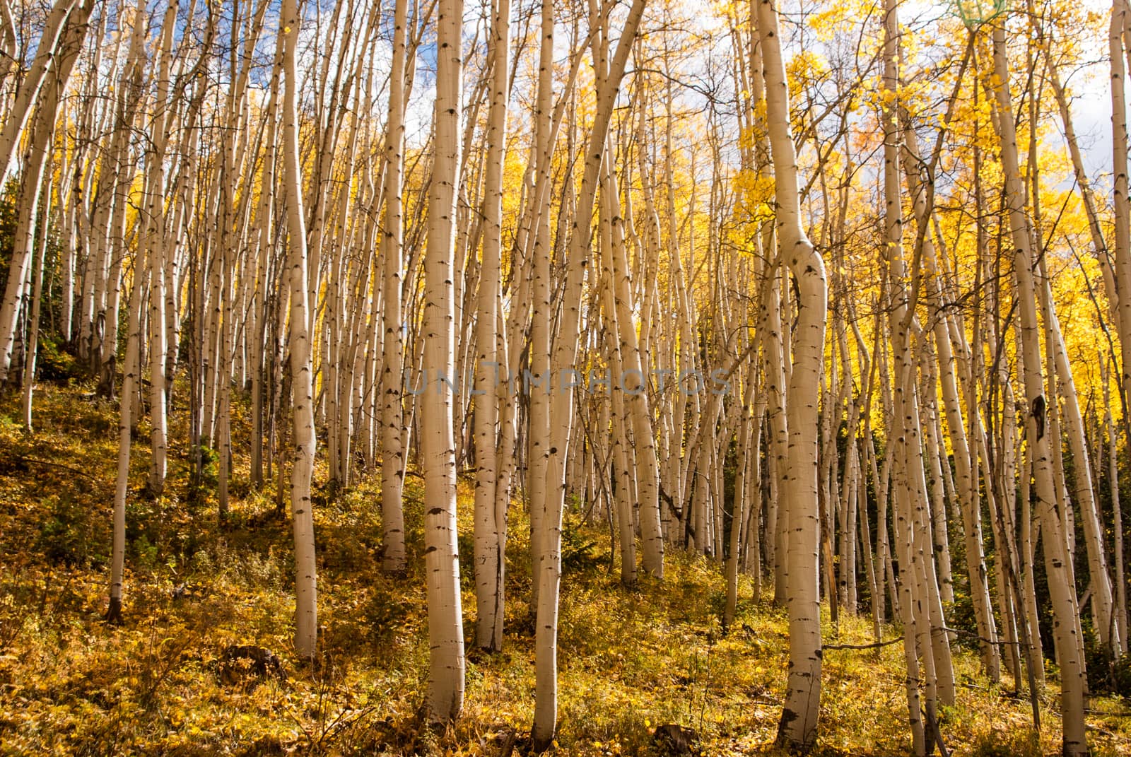 Aspens trees in Colorado sunlight