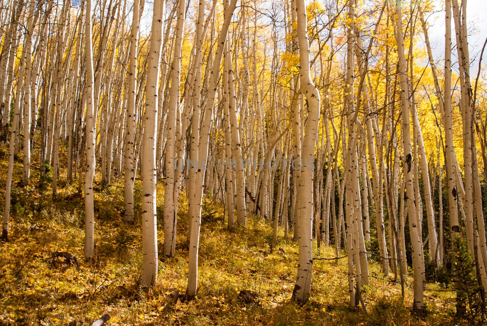 Aspens in sunlight Colorado Autumn