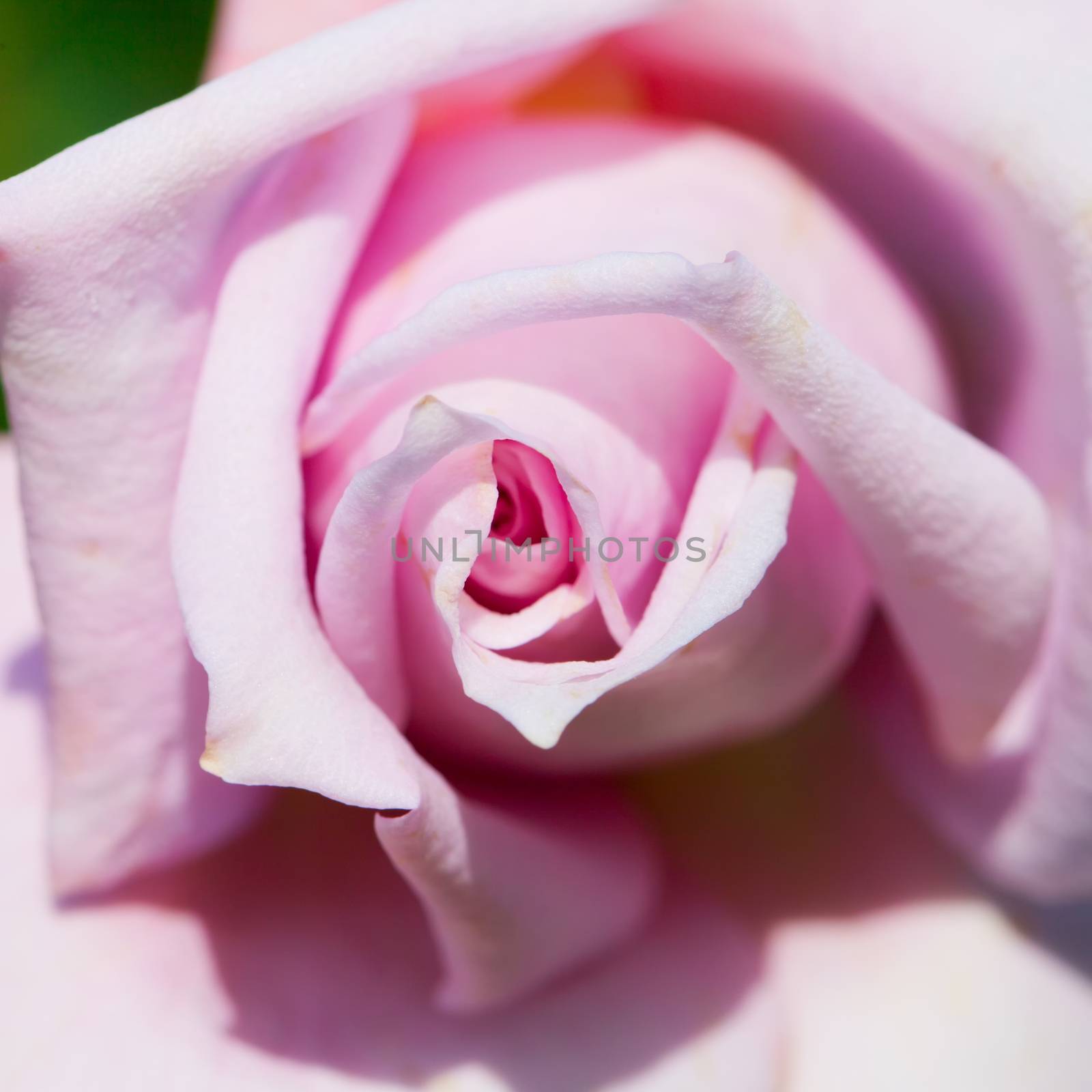 Pink rose in strict close up, square image