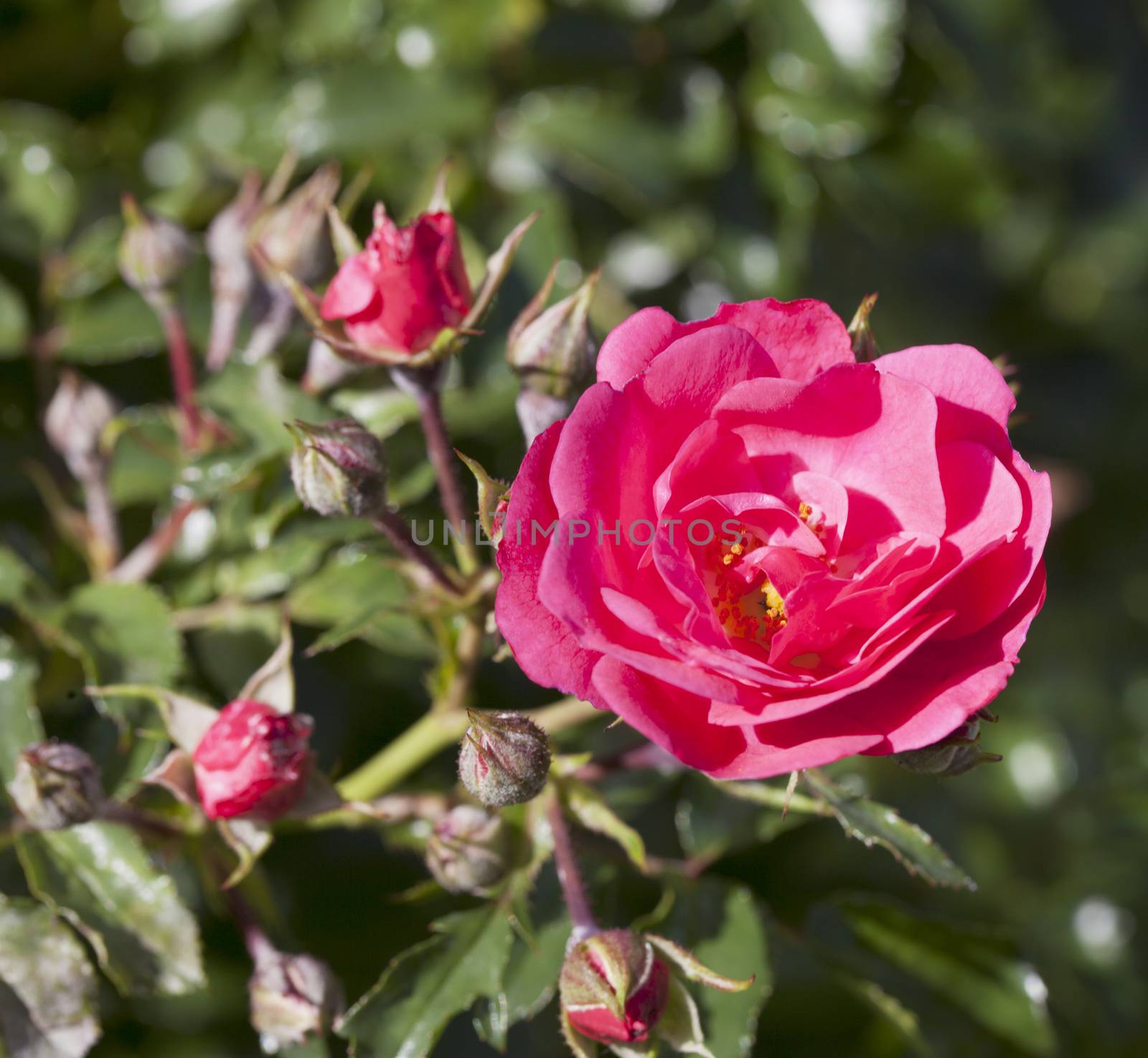 Wild rose coming out of a bunch of leaves