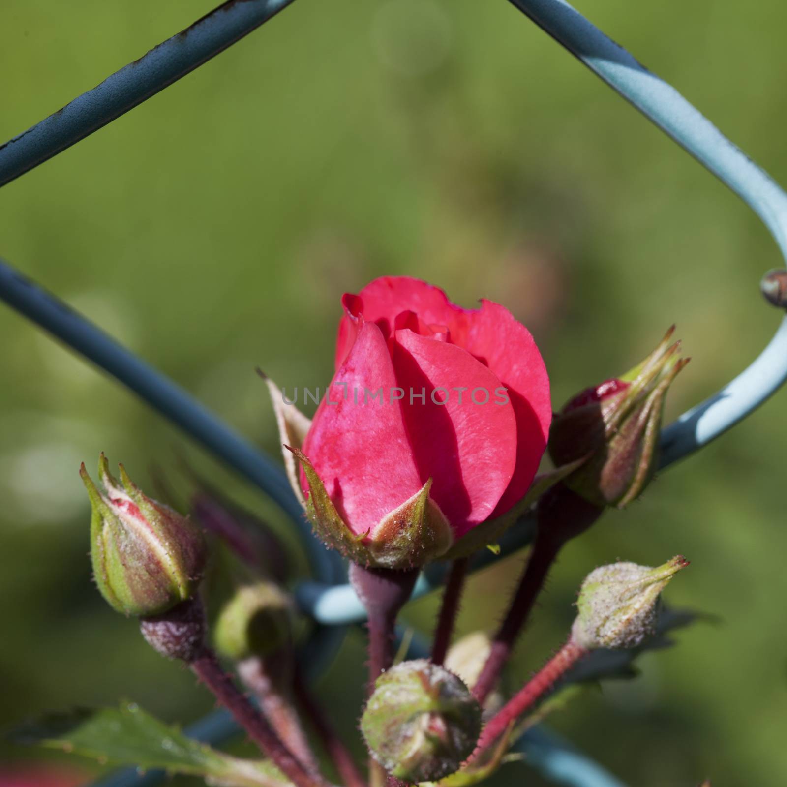 Wild rose near a green net, close up