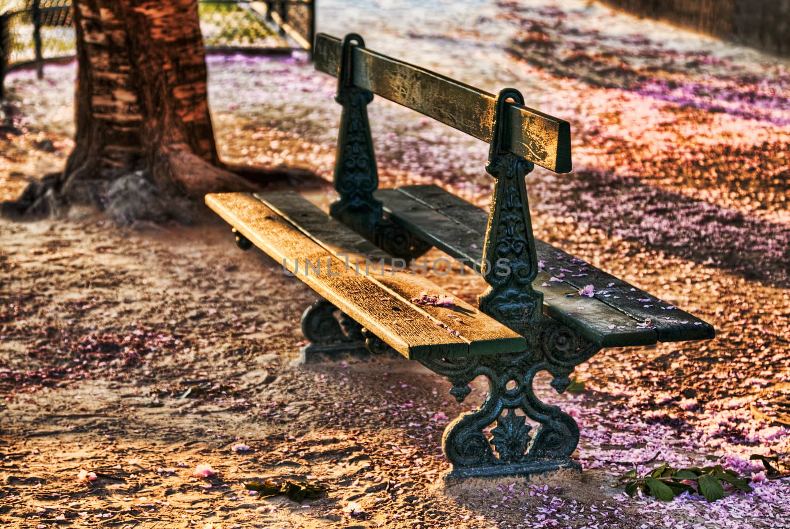 Image of an empty bench in a park in spring.