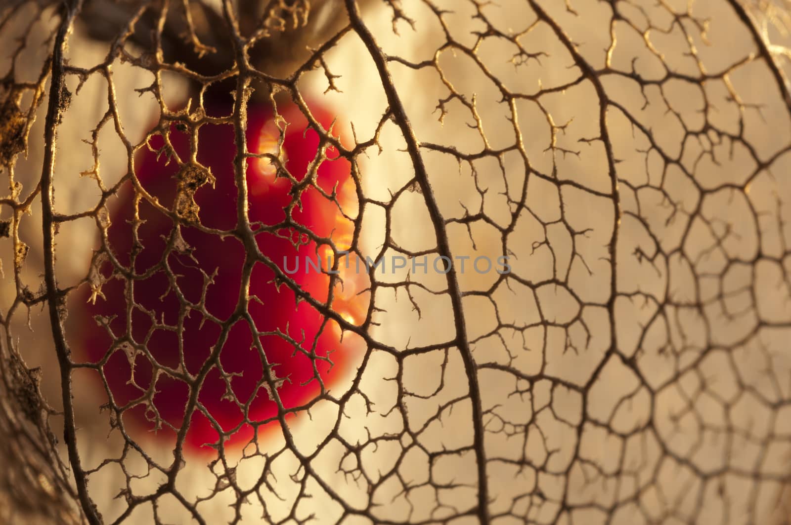 Dried Physalis lantern (cape gooseberry) close up