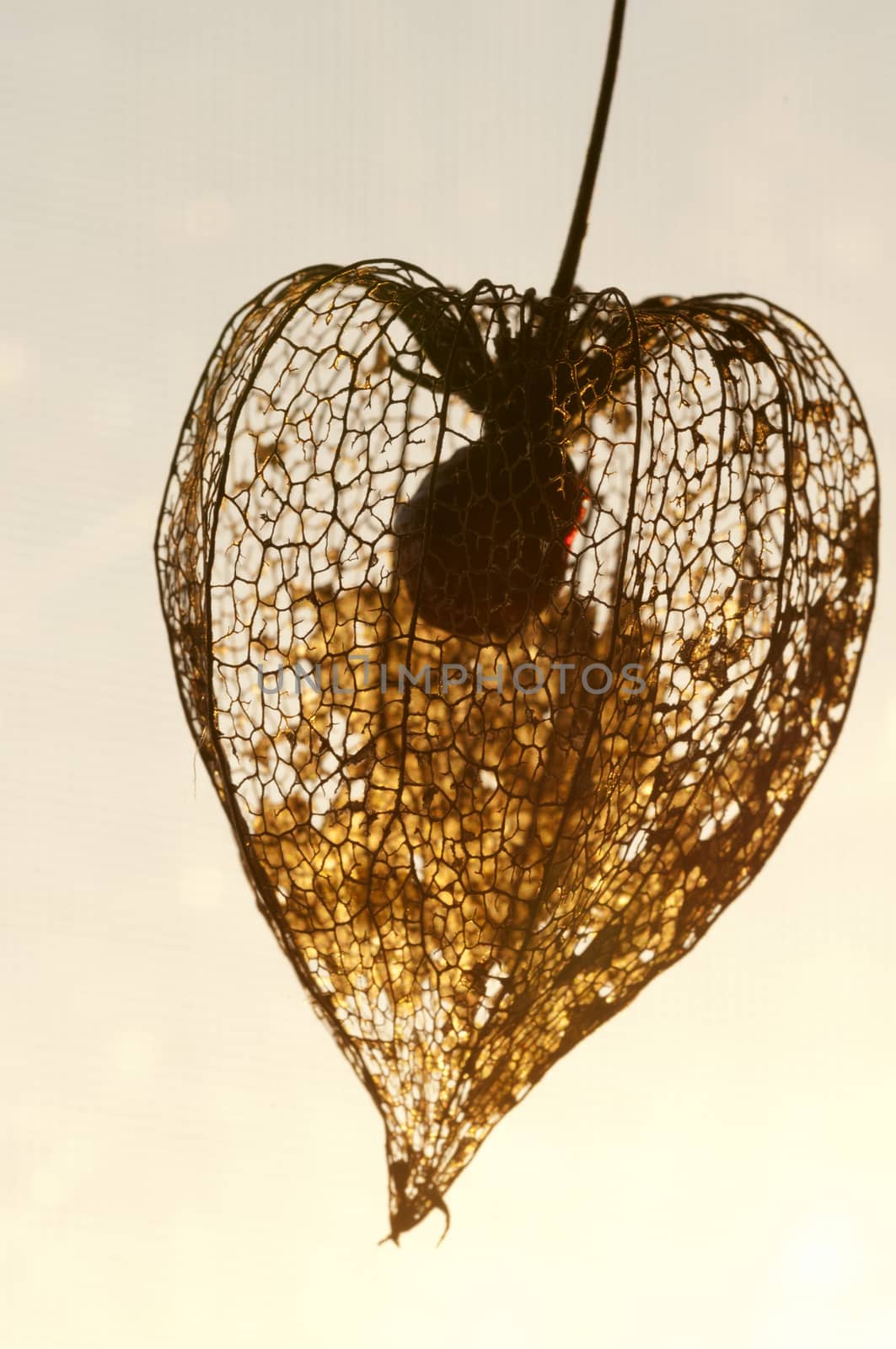 Dried Physalis lantern (cape gooseberry) close up