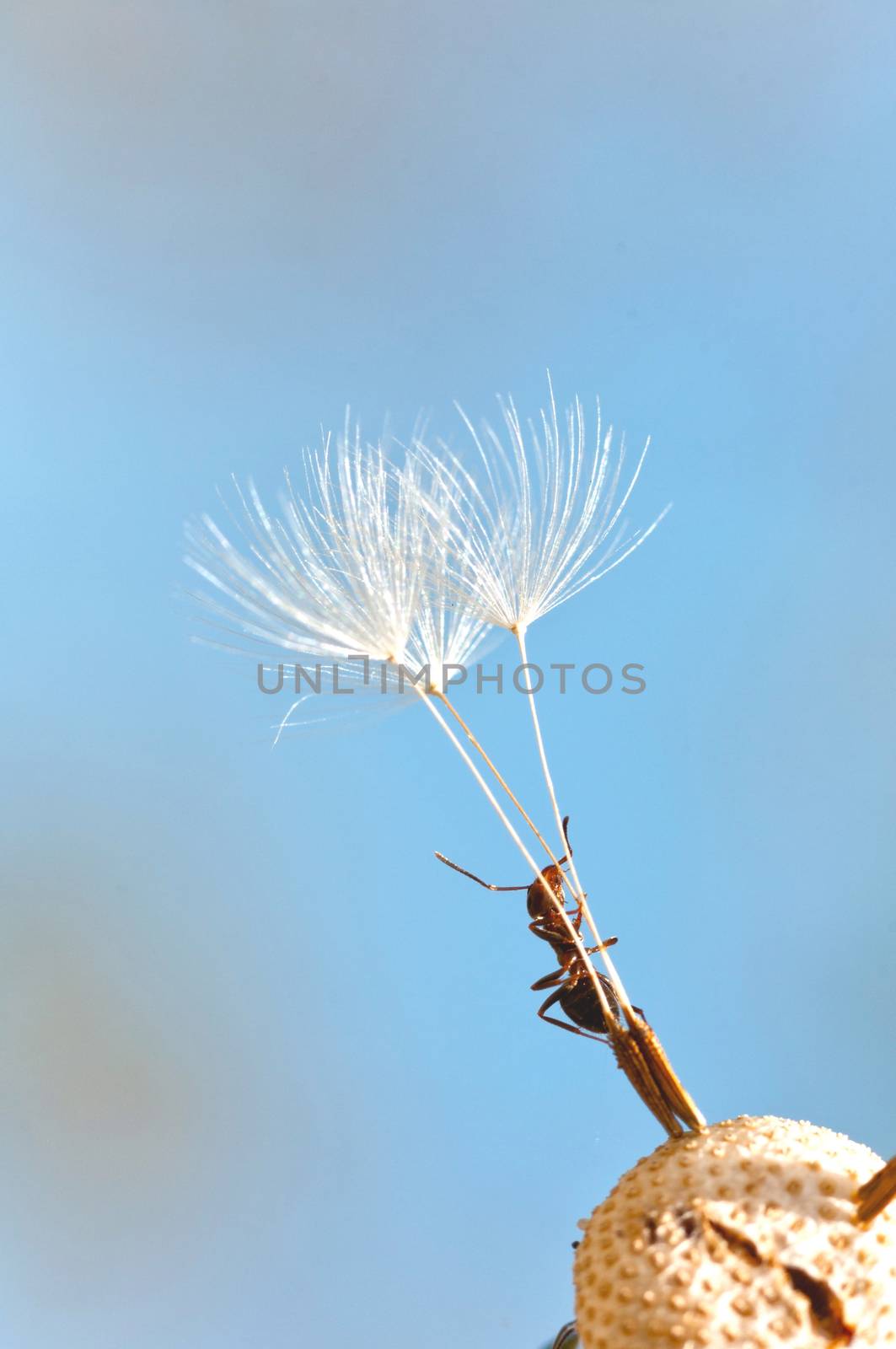 Ant climbing up on dried dandelion seed close up