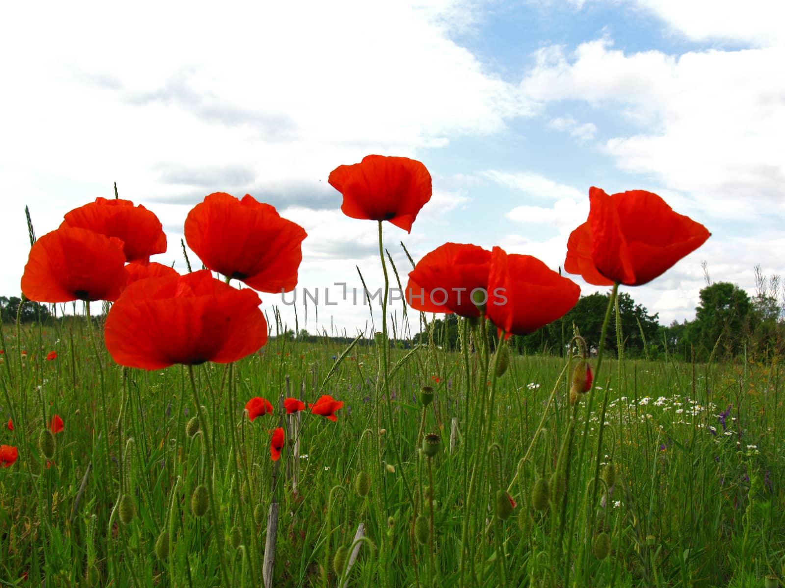 Blossoming red poppies (papaver) on green field