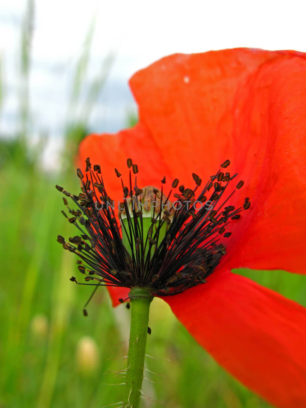 Opened flower of Red poppy (papaver)