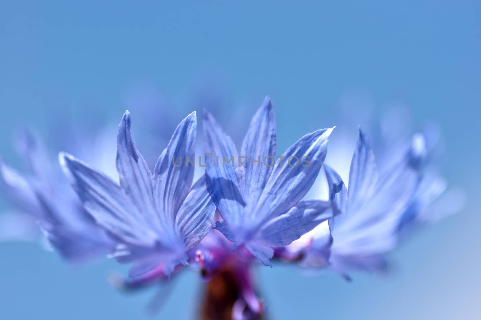 Cornflower close up (Centaurea cyanus) by dred