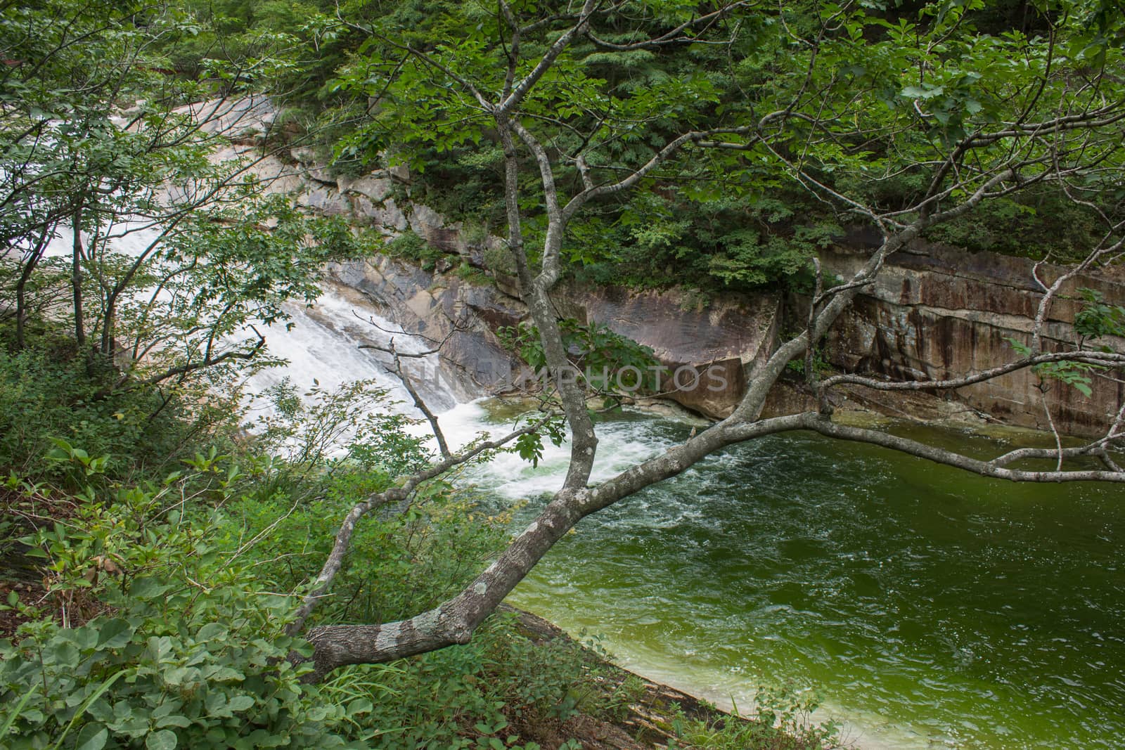 the tree on the background of a mountain river, Mount Kumgang. North Korea.