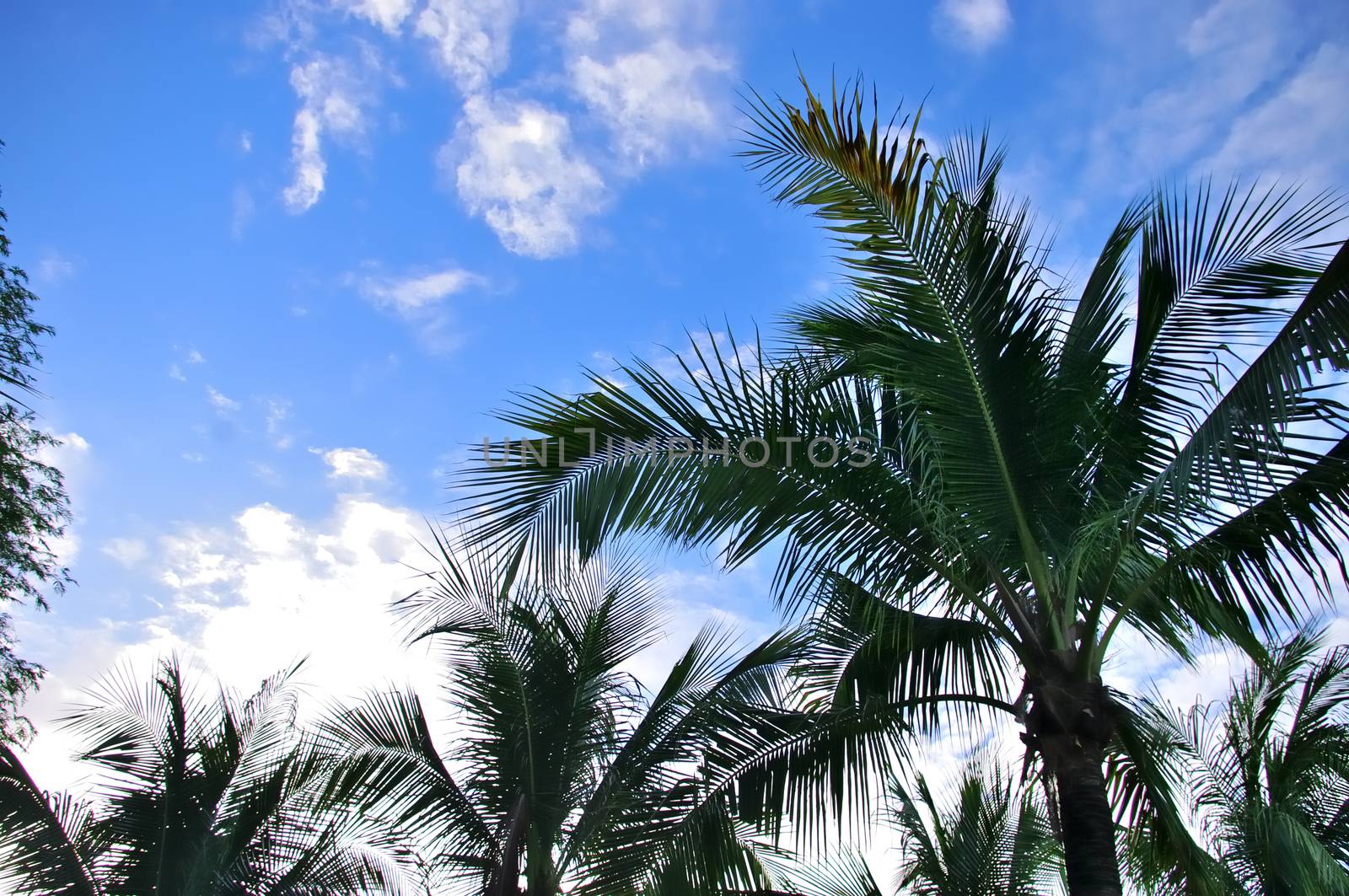 Coconut leaf with blue sky background by pixbox77