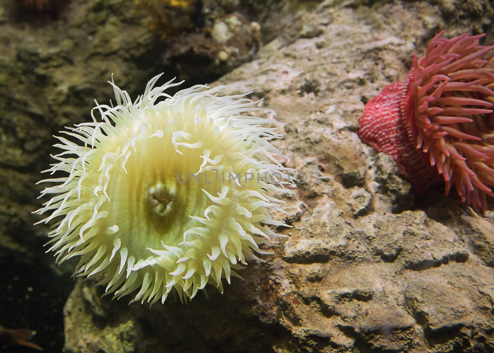 Yellow sea anemone in the aquarium,  close-up