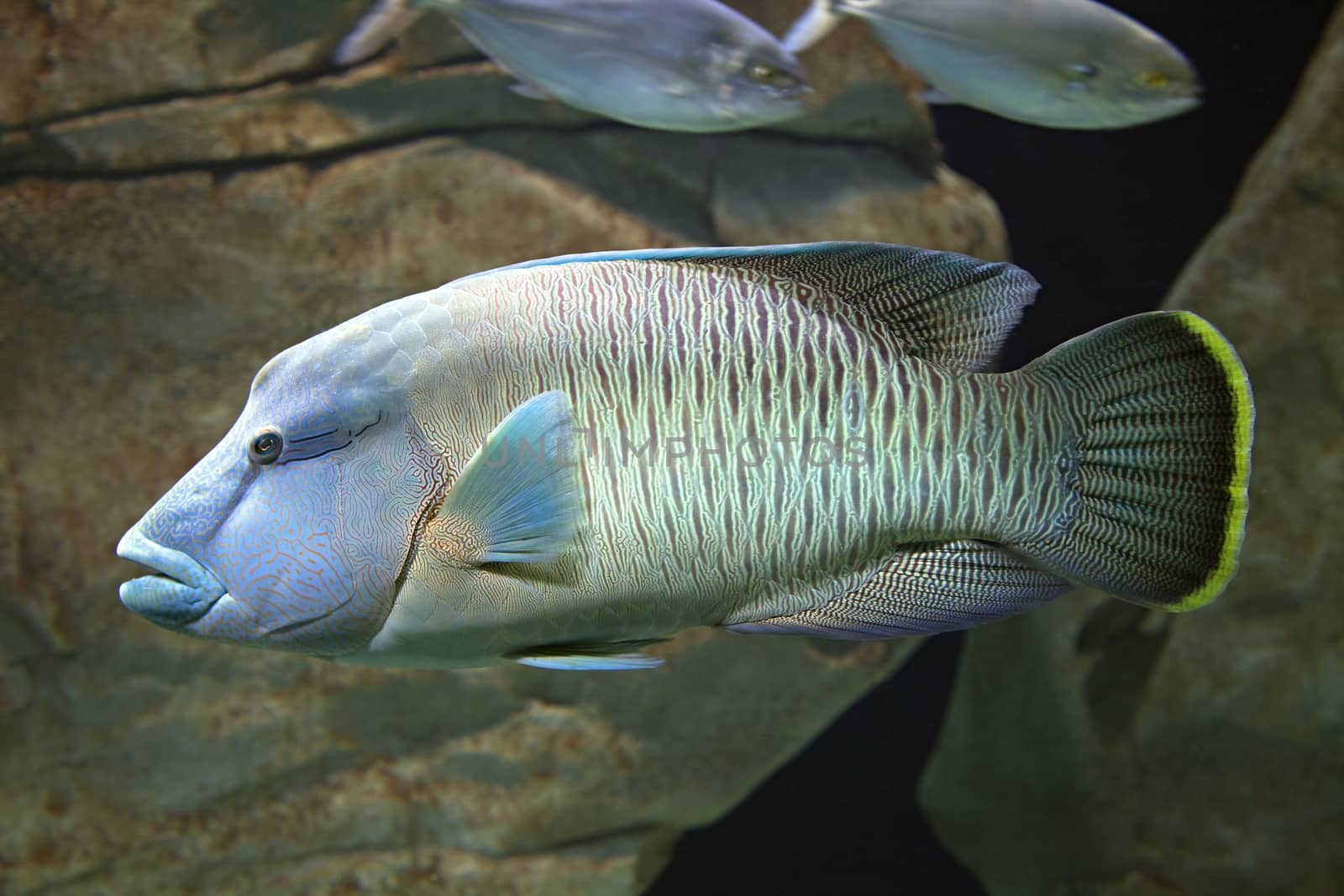 Close-up of an exotic fish swimming in the aquarium