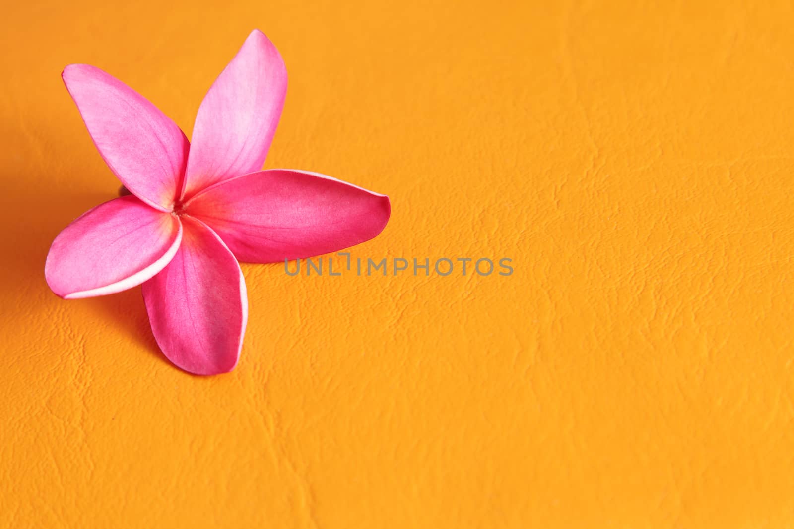 Frangipani on yellow background by foto76