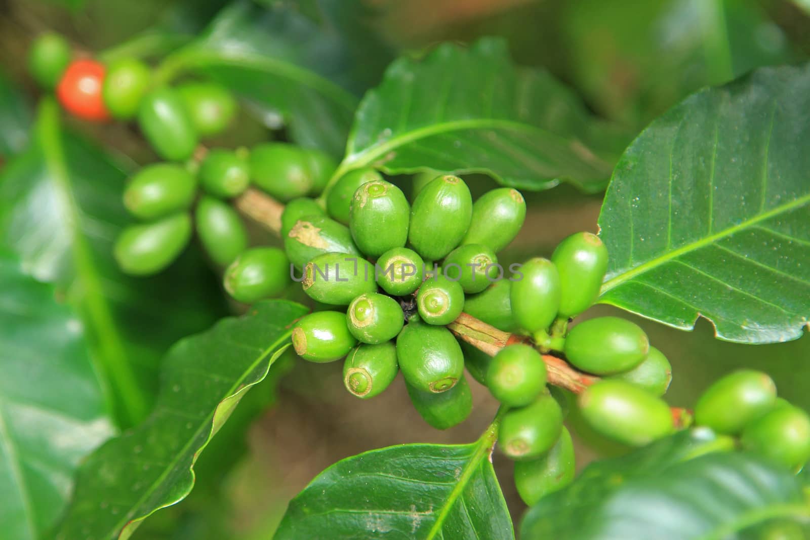 Coffee seeds on a coffee tree by foto76