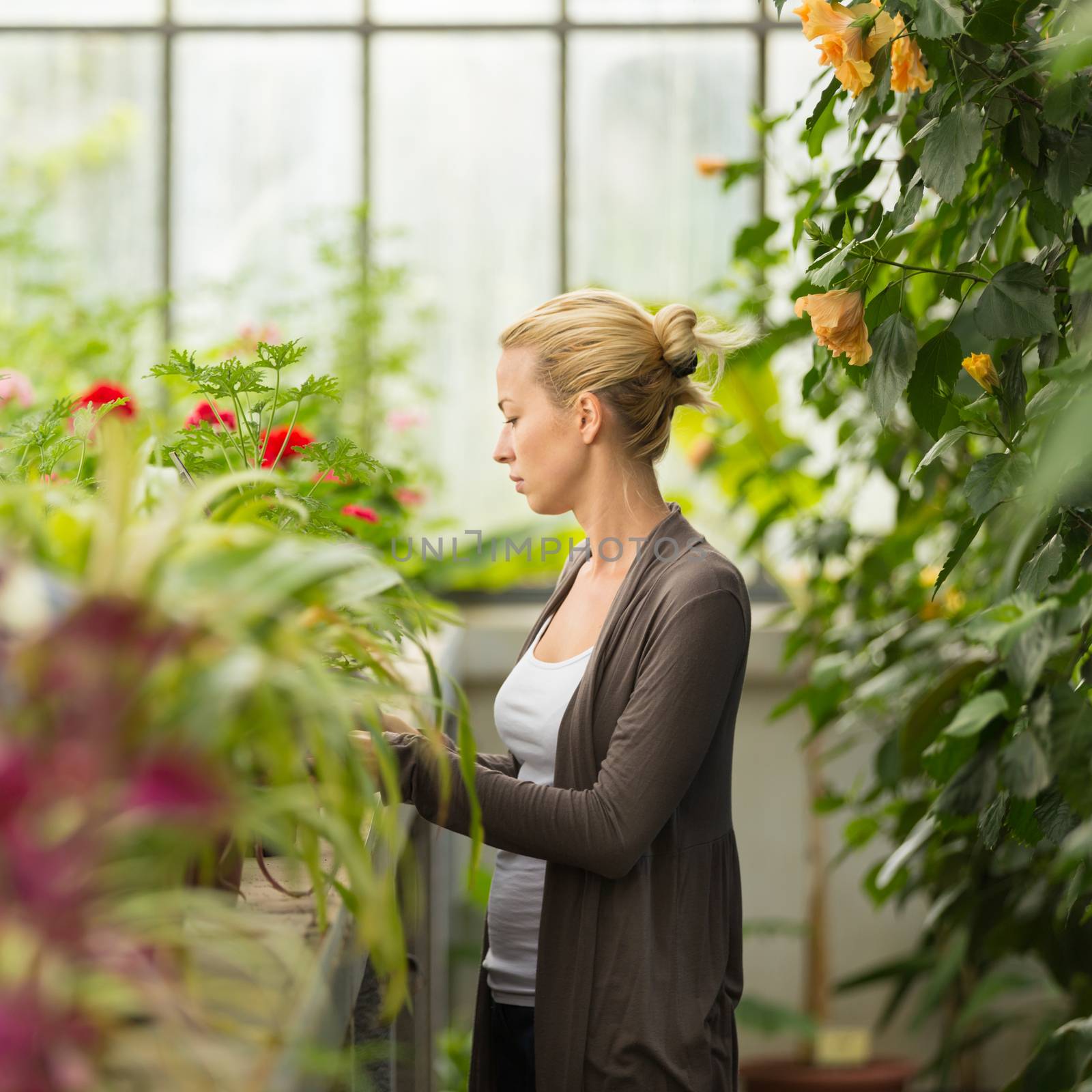 Florists woman working with flowers in a greenhouse. 