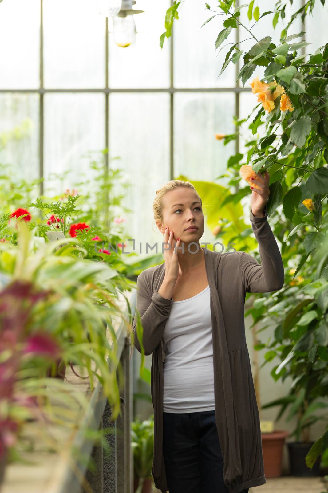 Florists woman working with flowers in a greenhouse. 