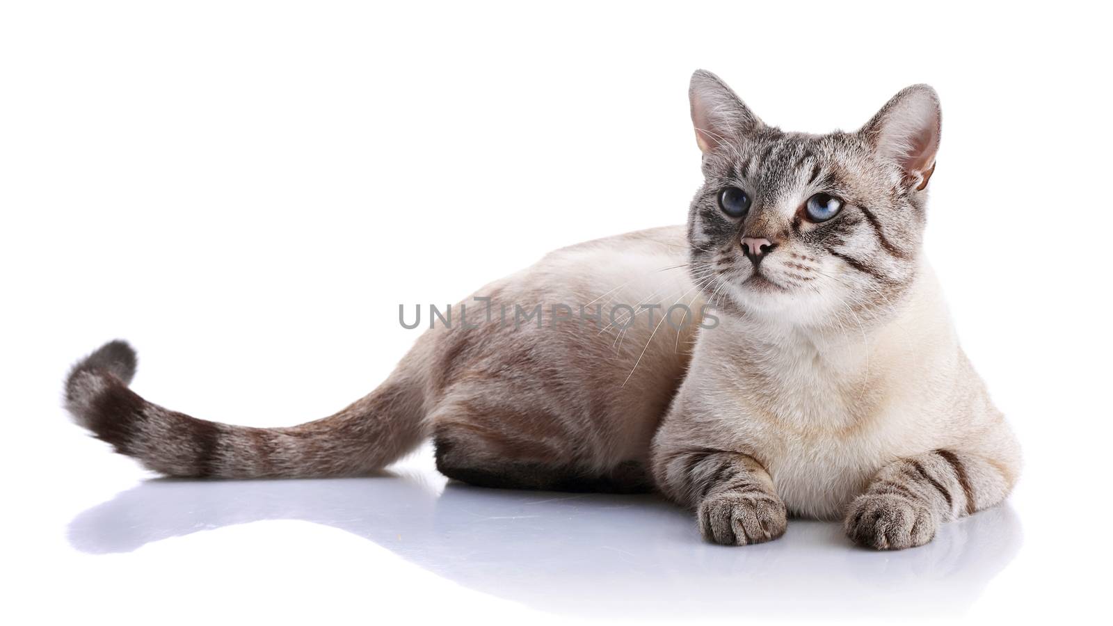 The striped blue-eyed cat lies on a white background. by Azaliya