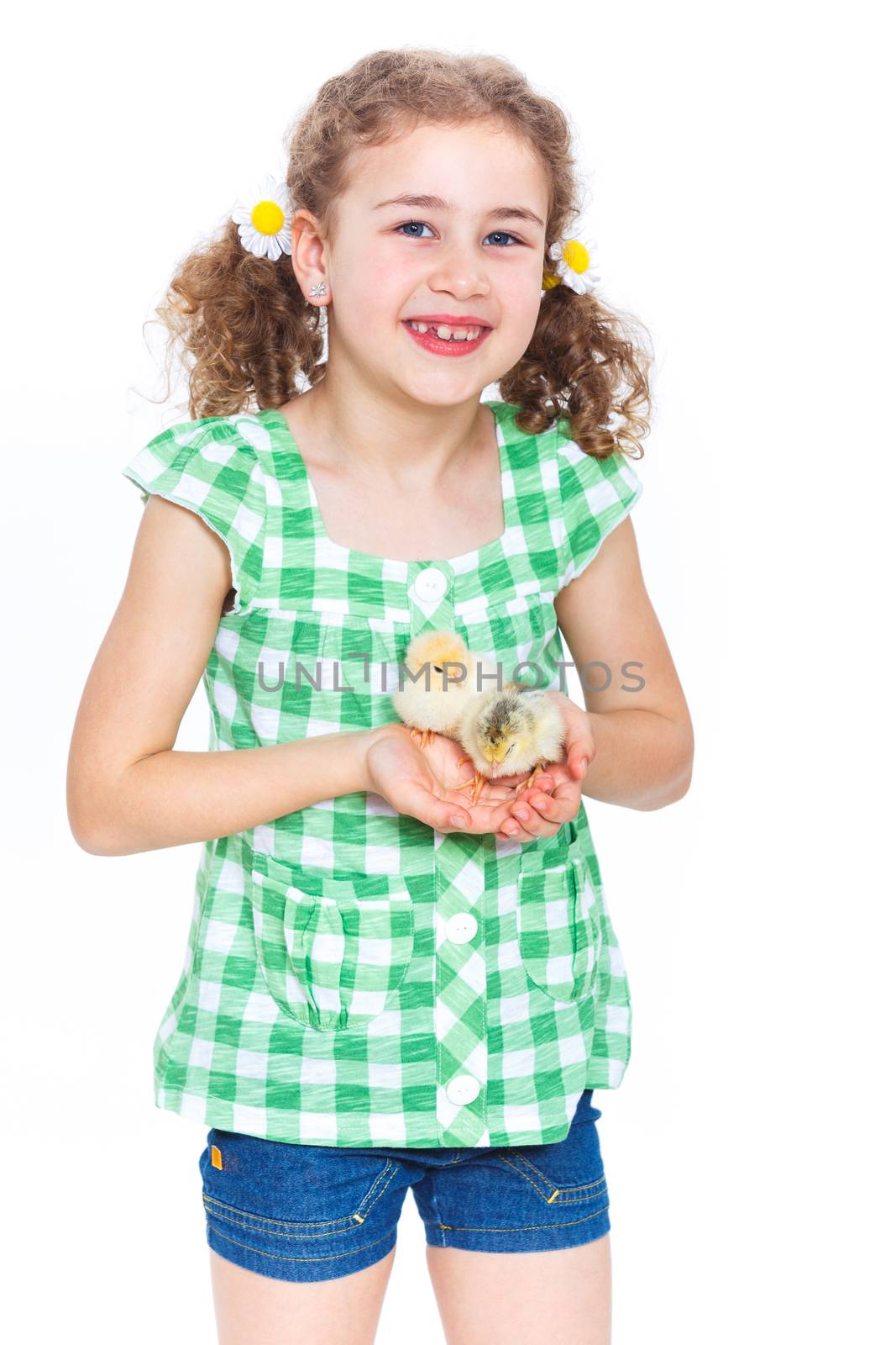 Happy little girl holding baby chickens - isolated white background