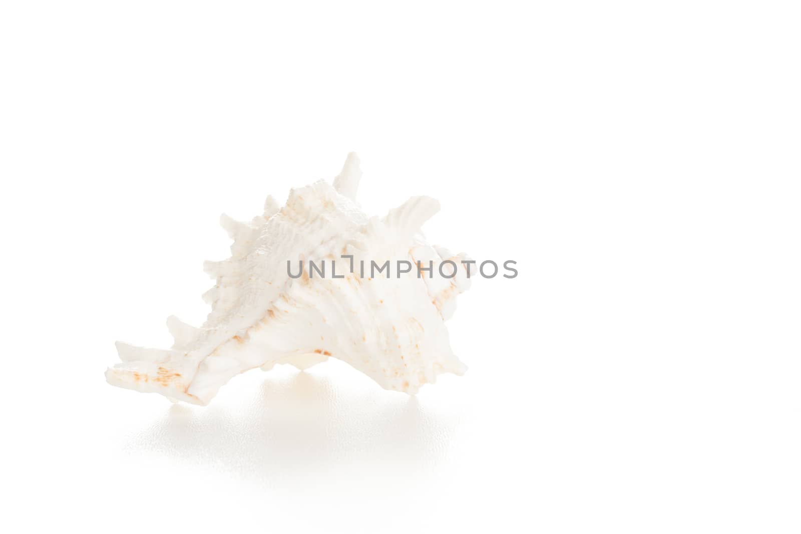 white natural decor ocean empty single spiral seashell