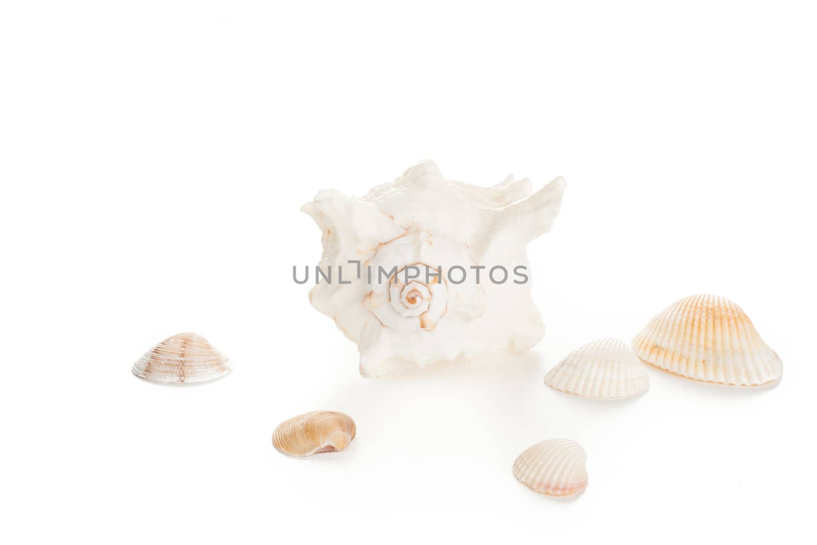 white natural decor ocean empty single spiral seashell with clams