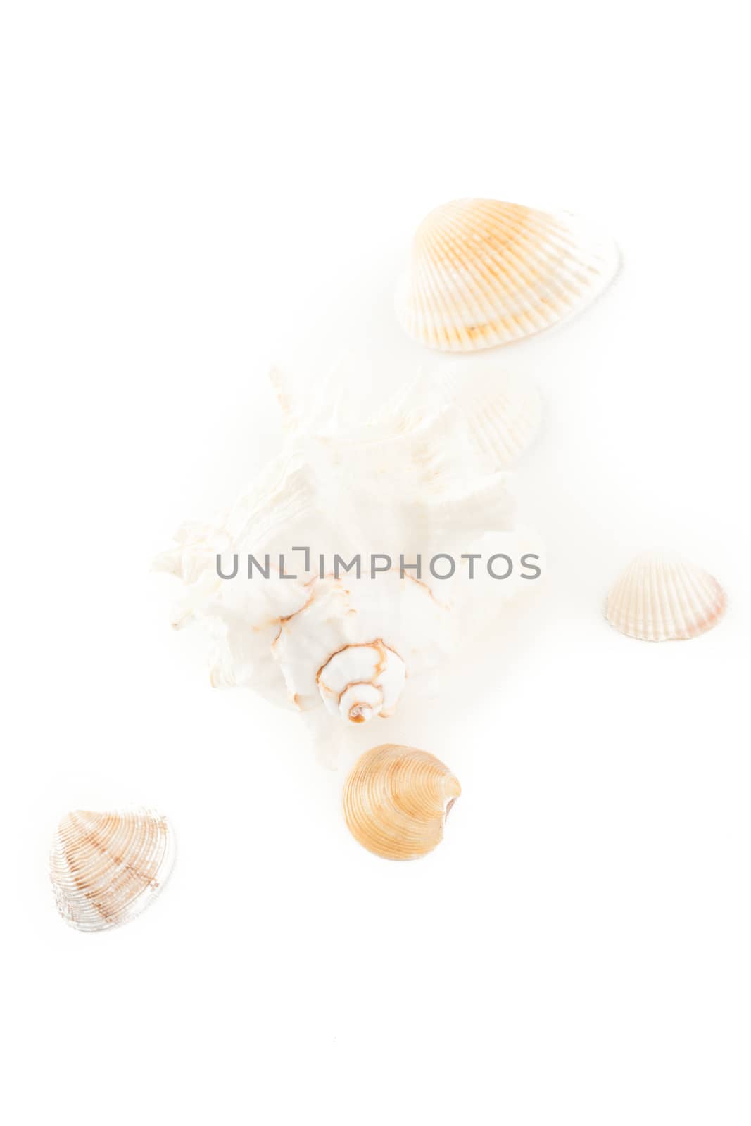 white seashell and clams by furo_felix