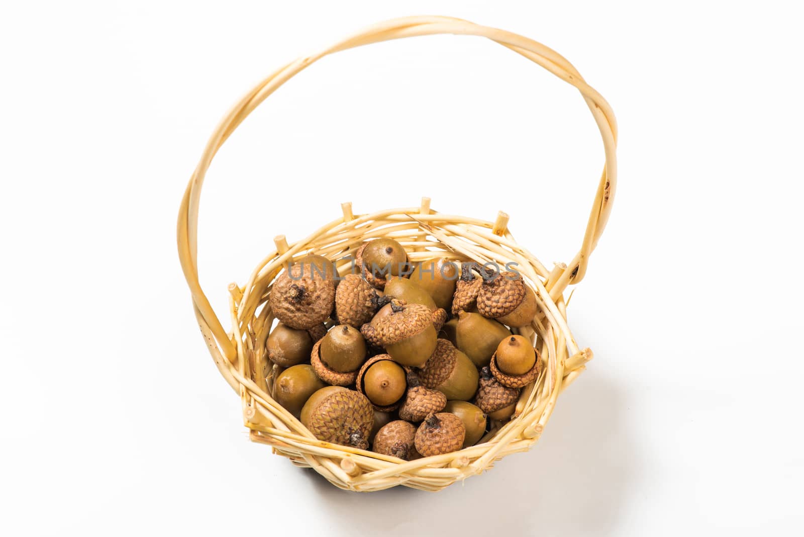 Collection of different oak acorns 