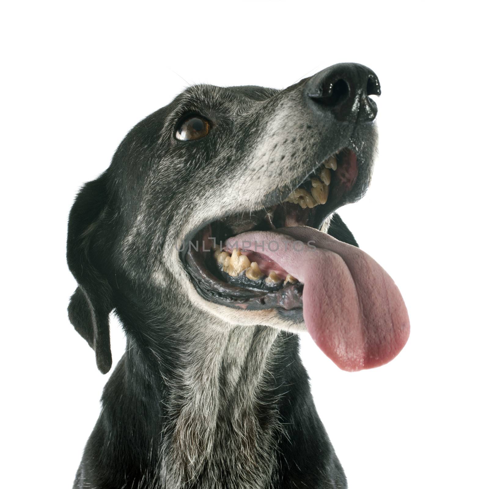 old labrador retriever in front of white background