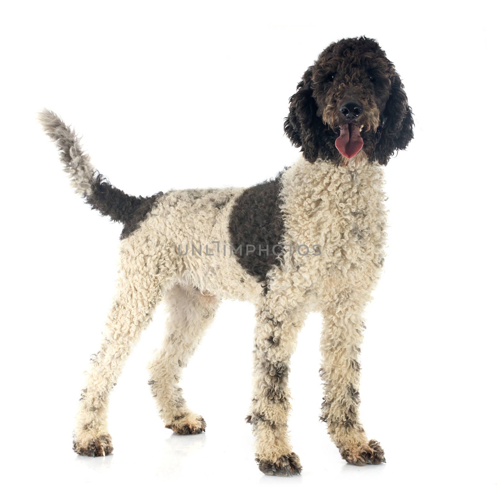 Portuguese Water Dog in front of white background