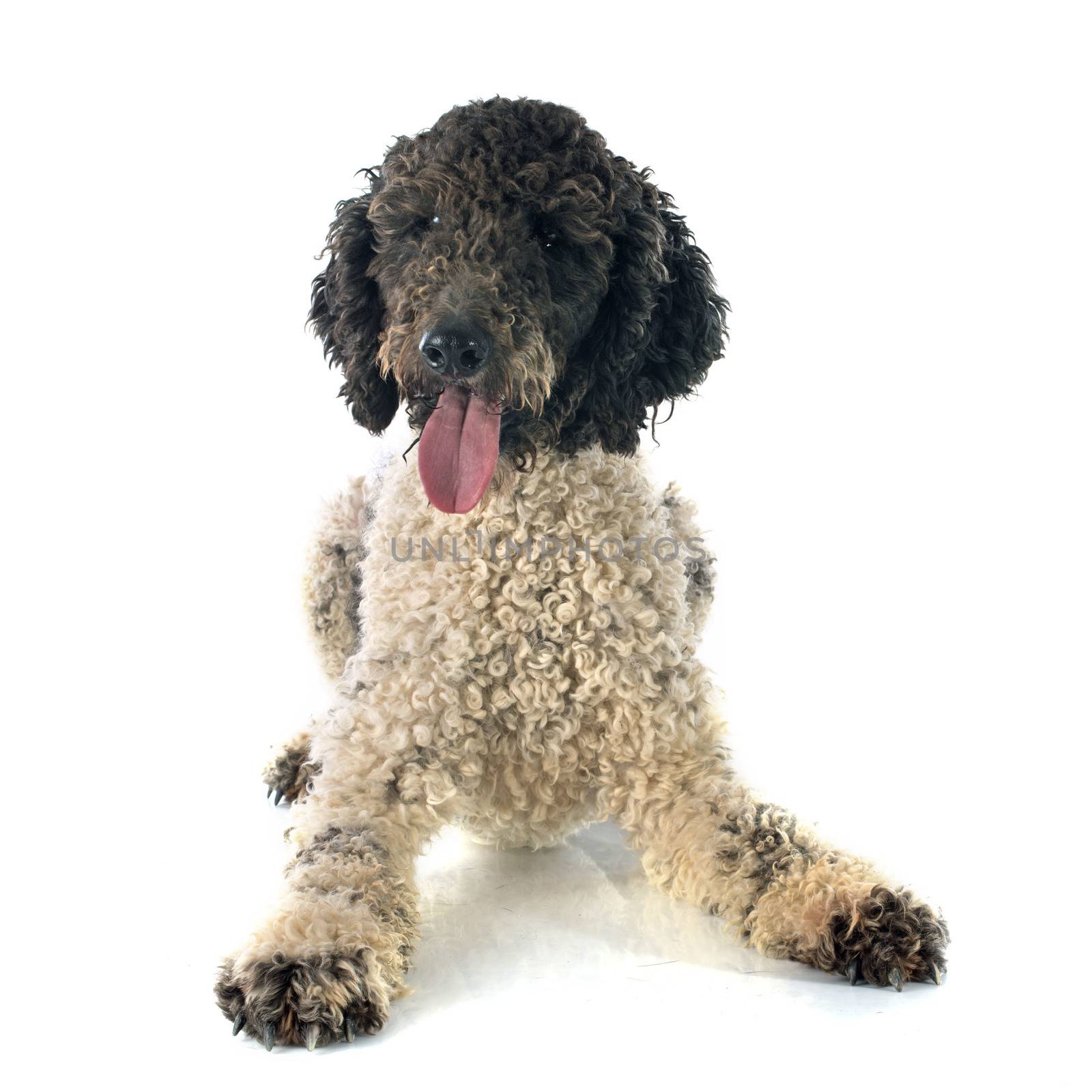 Portuguese Water Dog in front of white background