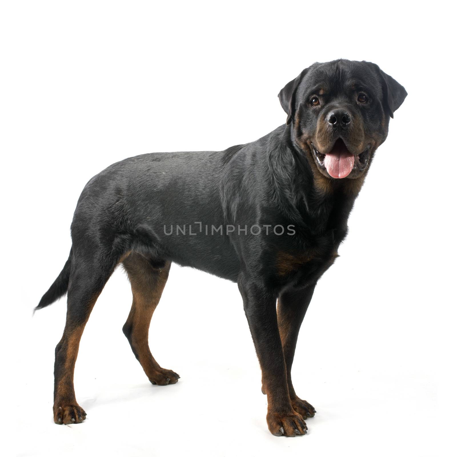 purebred rottweiler in front of white background