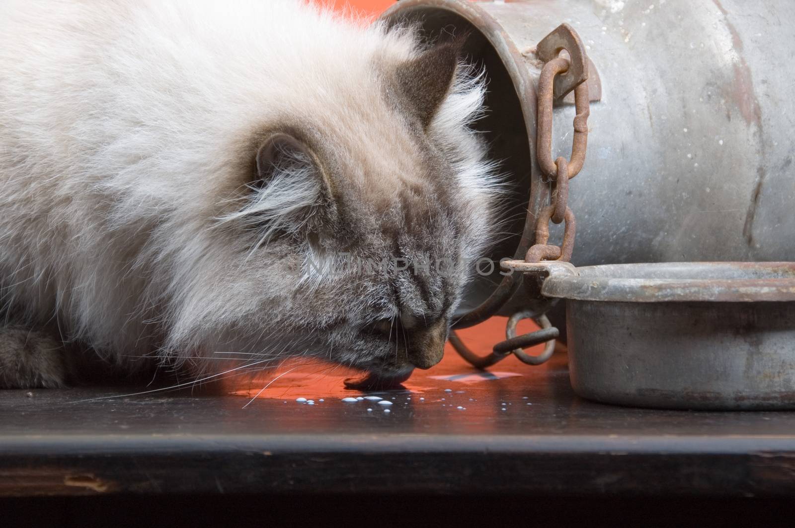 Portrait of can and and cat licking spilled milk 