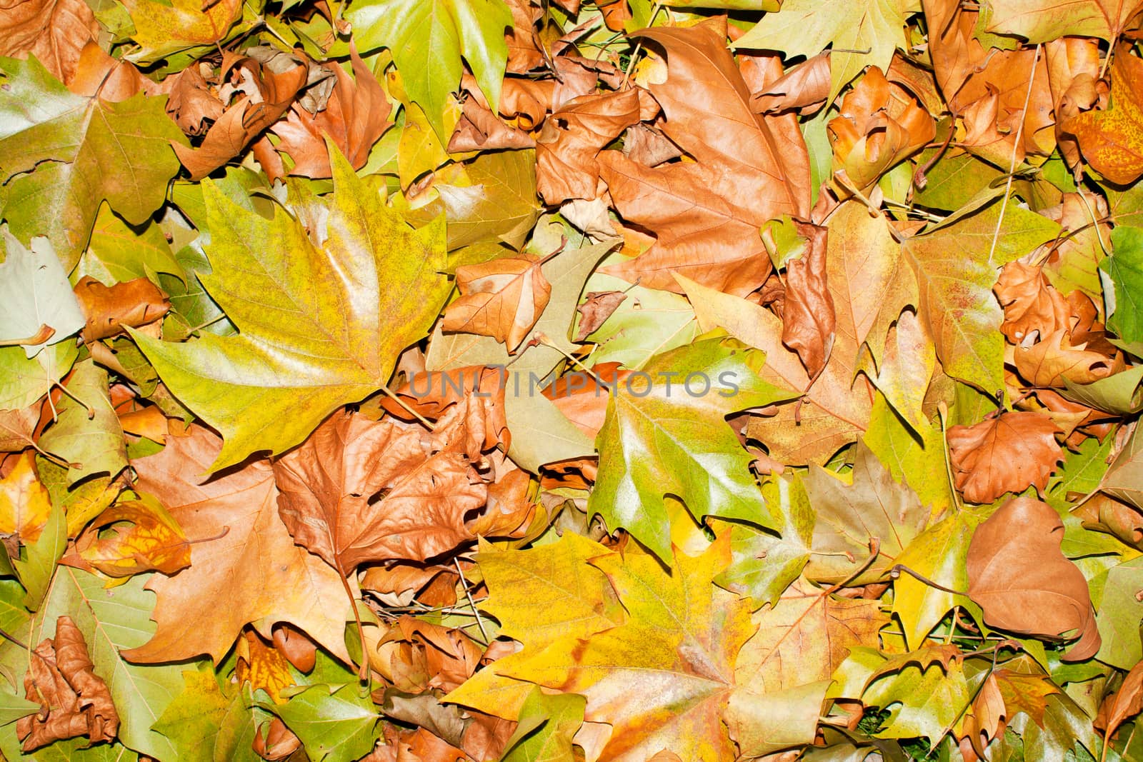 Fallen autumn leafs for background by maggee