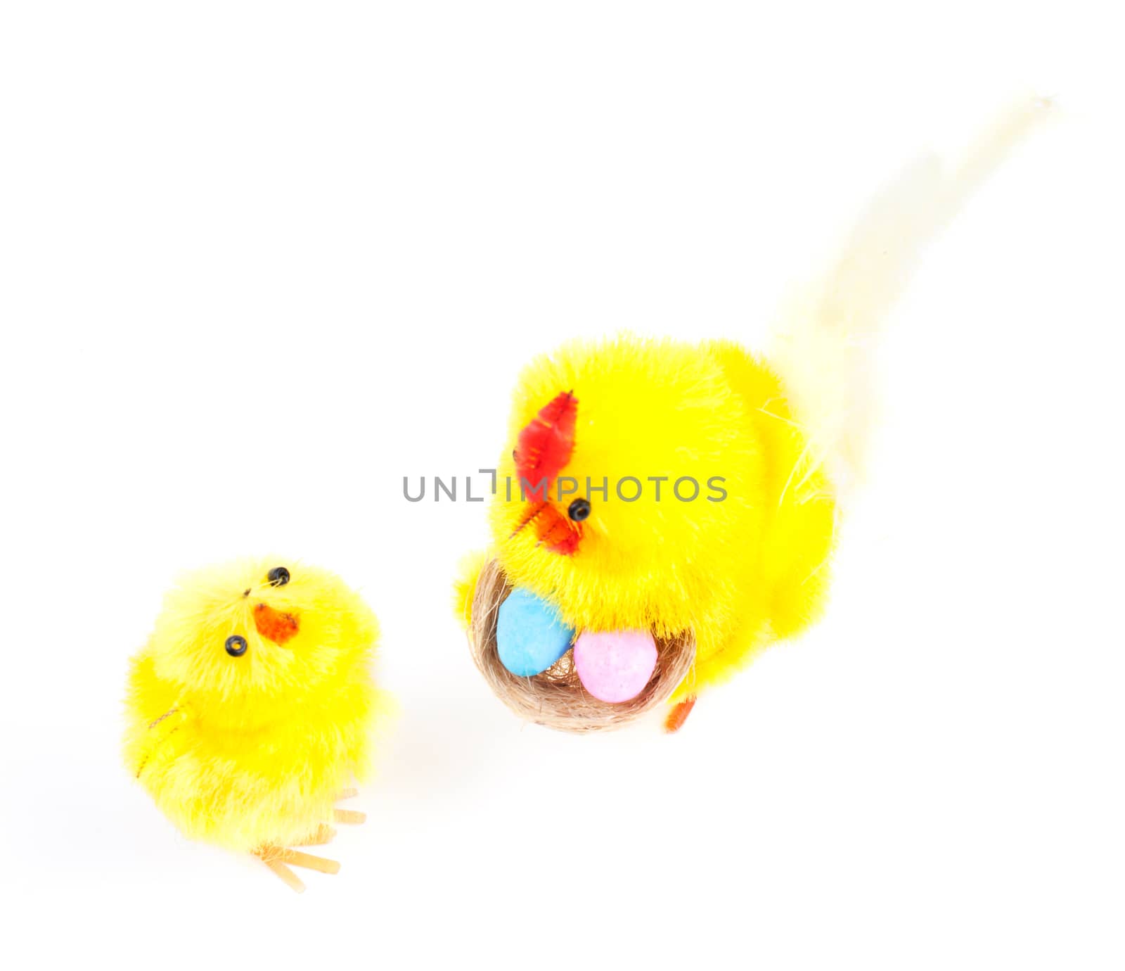 Isolated young Easter chicken and cock isolated on white