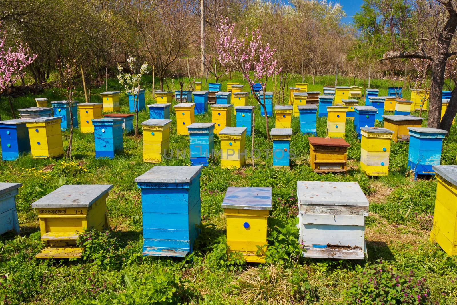 Blue and yellow beehives in garden. by maggee