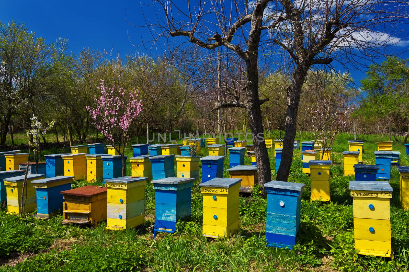 Blue and yellow beehives in garden.