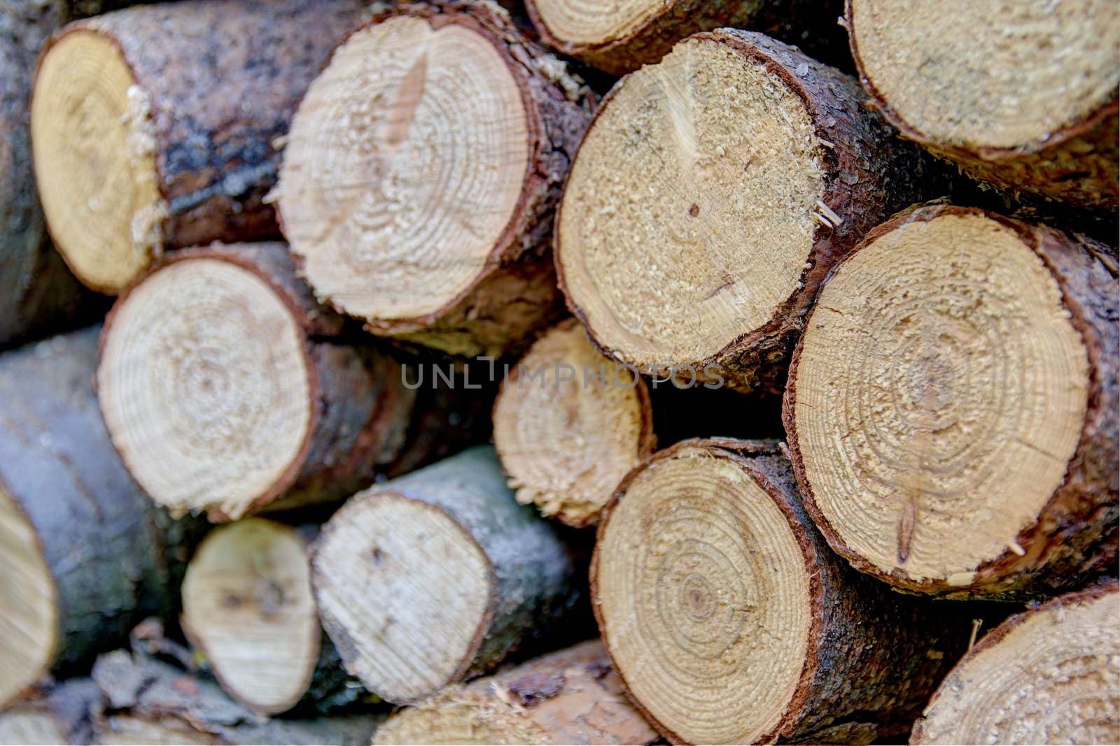 Photo shows closeup details of various colourful blockwoods.