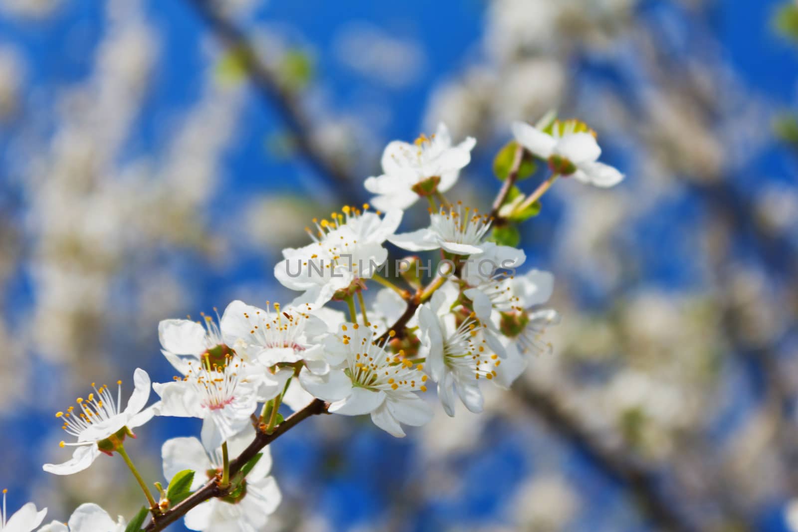 Blossomed apple tree flower on background of blue sky in a spring day. by maggee
