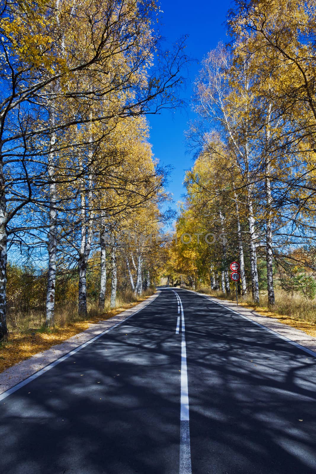 Autumn Birch Forest Road. A road through the forest during autumn by maggee