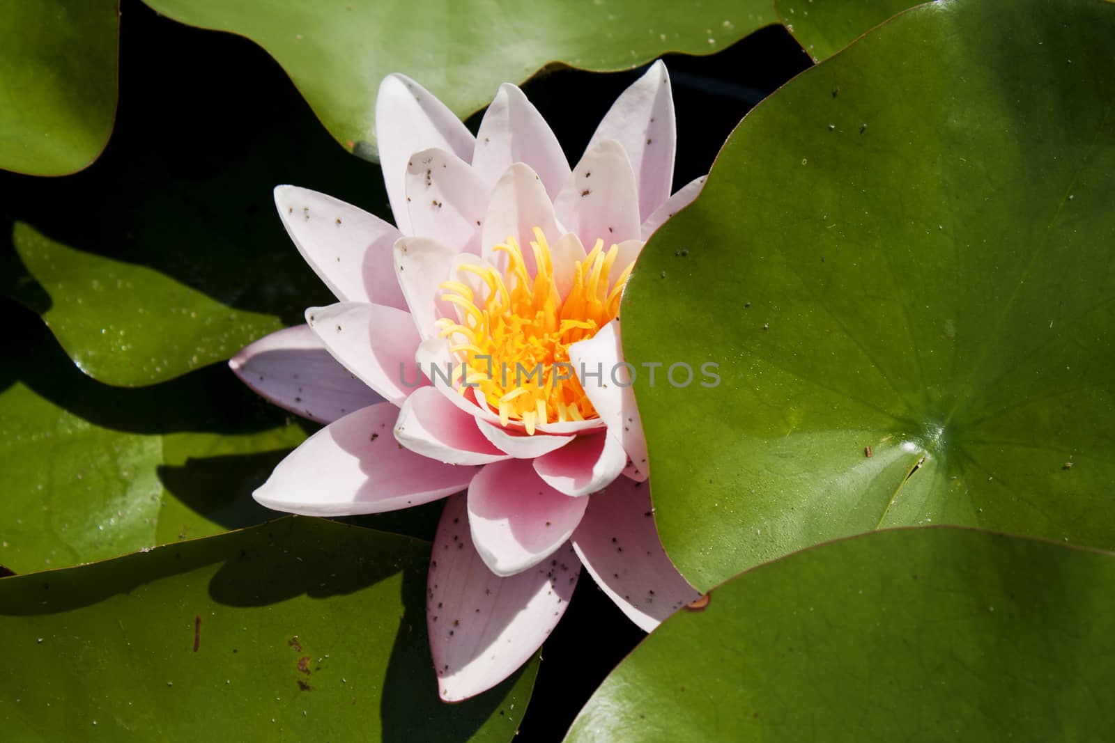 Pink water-lily. Water Lily flower and green leafs. by maggee