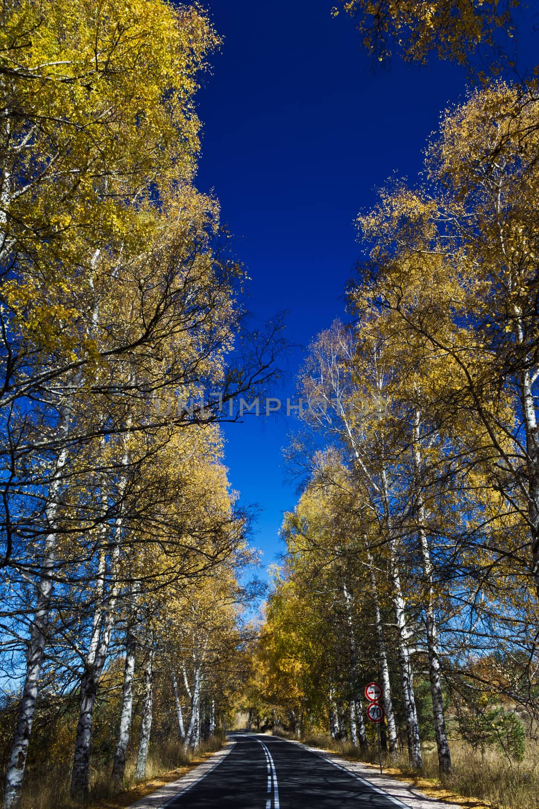 Autumn Birch Forest Road. A road through the forest during autumn by maggee